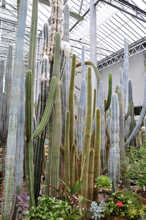 cacti at the International Peace Garden